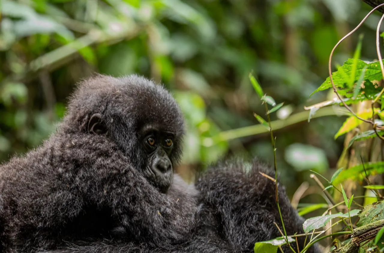 baby gorilla with her mom, Rwanda safari booking guide