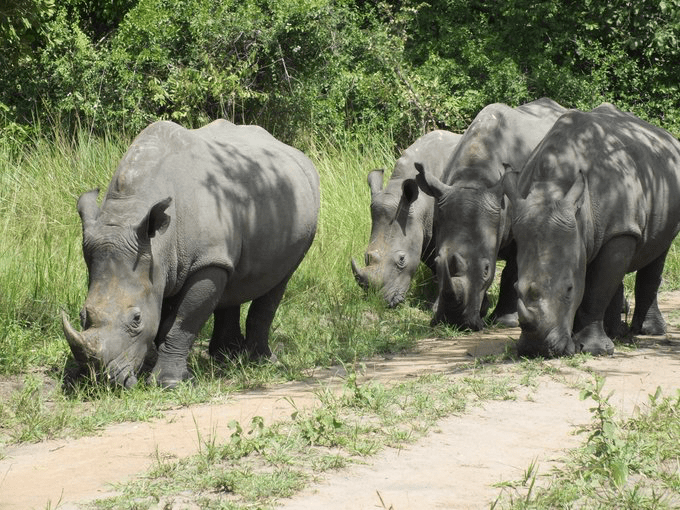 Ziwa Rhino Sanctuary