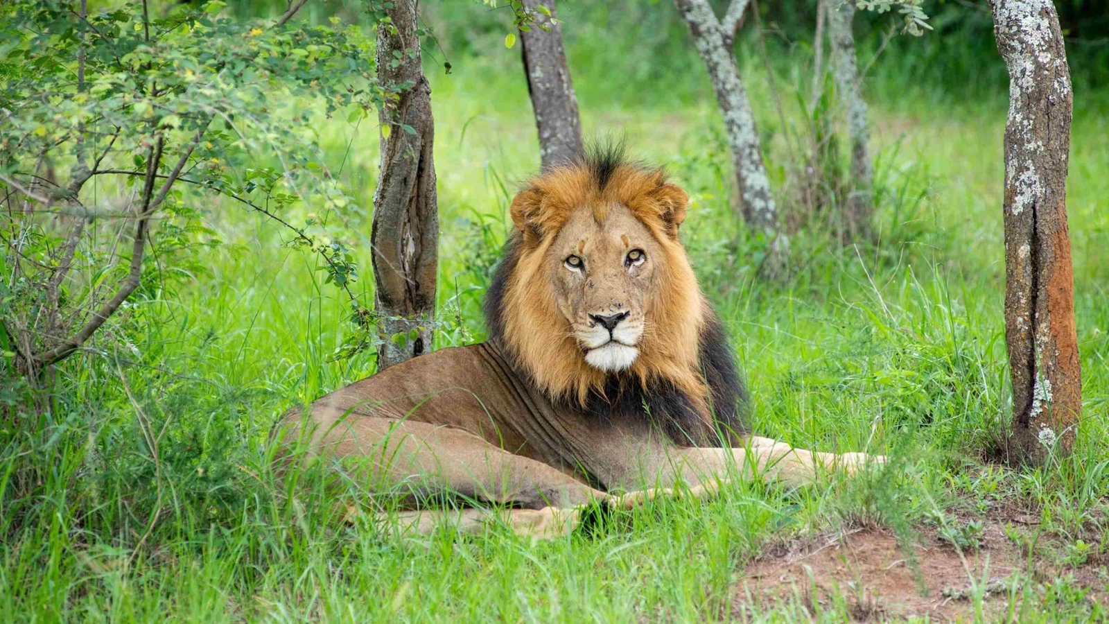 lions in Akagera National Park