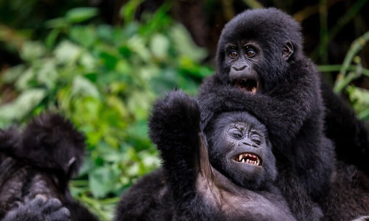 Baby gorillas