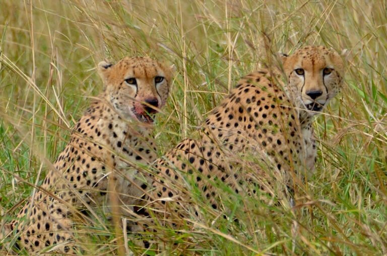 Cheater resting after a meal in Kidepo Valley National Park.