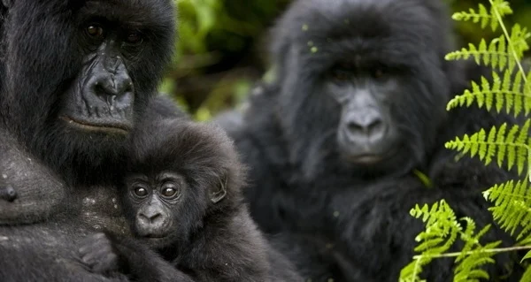 How Safe Is Gorilla Trekking? Everything You Need to Knowgorilla families