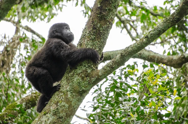 gorilla trekking in uganda