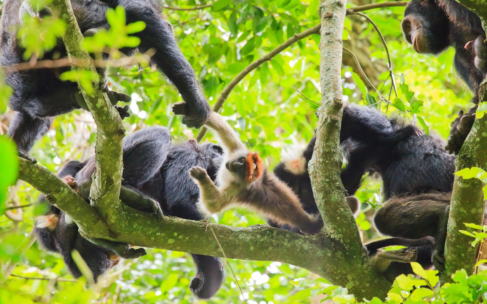 Kibale National Park