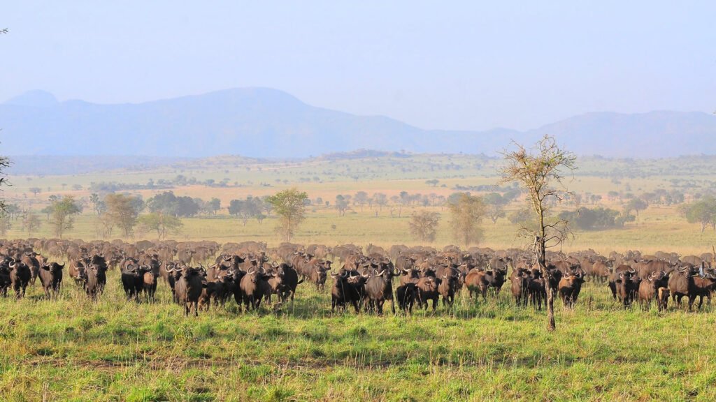 buffaloes