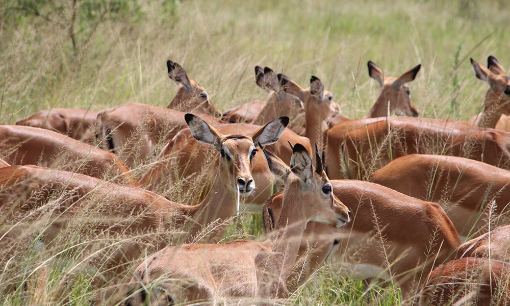 kobs in Akagera National Park