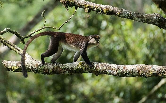 where this park is found, Rwanda safari packages