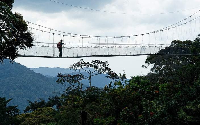 The canopy walk is another unique activity in Nyungwe National Park.