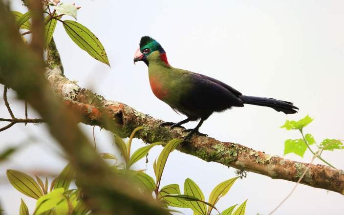 Nyungwe National Park is known as a birding paradise