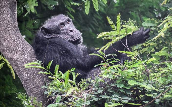 Chimpanzee trekking is one of the main highlights of Nyungwe National Park.