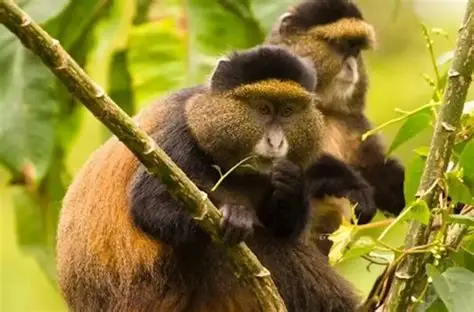 Golden monkeys