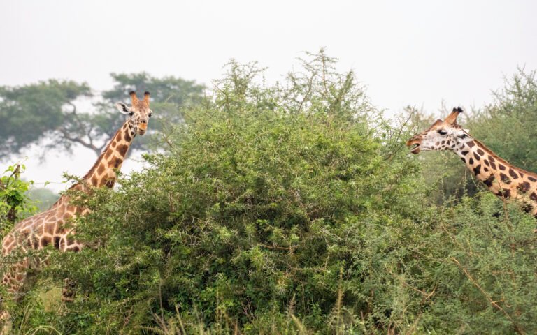 Discover the best time to visit Uganda for gorilla trekking, wildlife safaris, and birding. Learn about seasons, weather, and monthly travel tips.