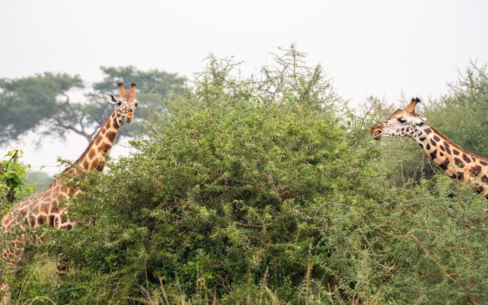 Discover the best time to visit Uganda for gorilla trekking, wildlife safaris, and birding. Learn about seasons, weather, and monthly travel tips.