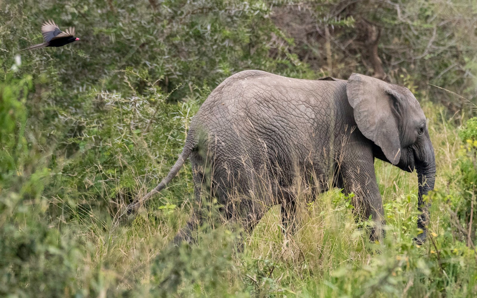 How to Pick Safari Destinations in Africa: A Complete Travel Guide
