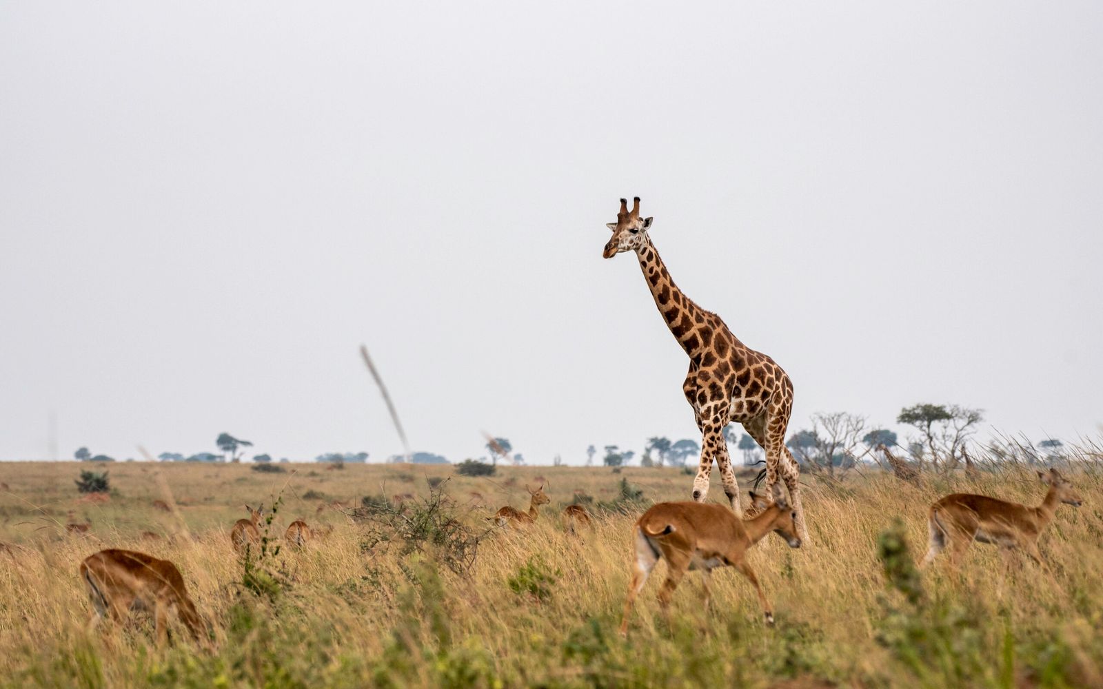 7-days-ultimate-uganda-primate-and-wildlife-safari