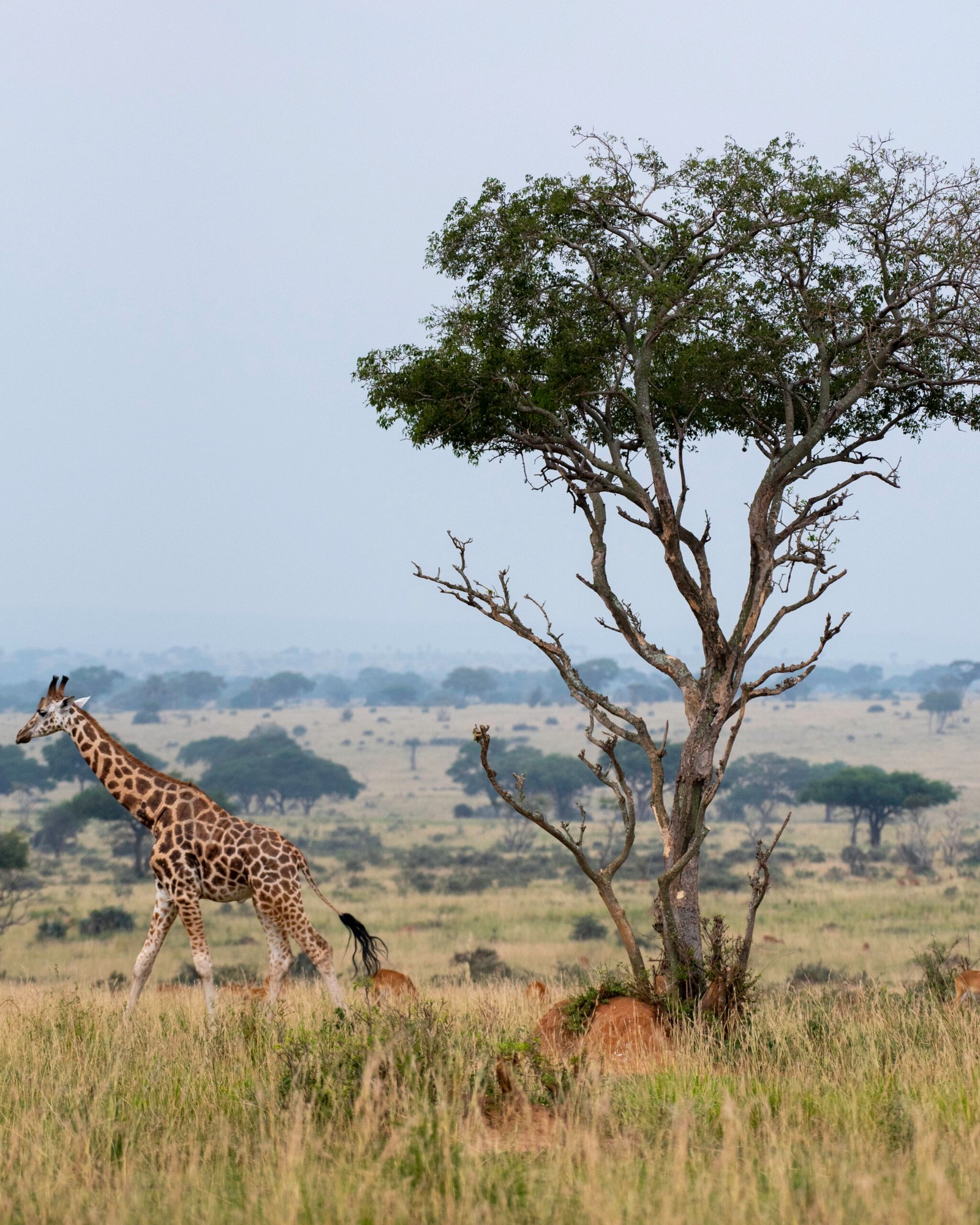 10-Day Rwanda Safari Package: Gorillas, Wildlife & Lake Kivu Experience