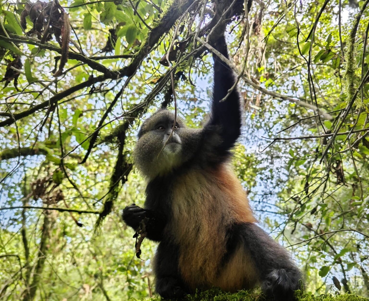 The Cercopithecus kandti has a varied diet. However, bamboo is its main food source. It feeds on: