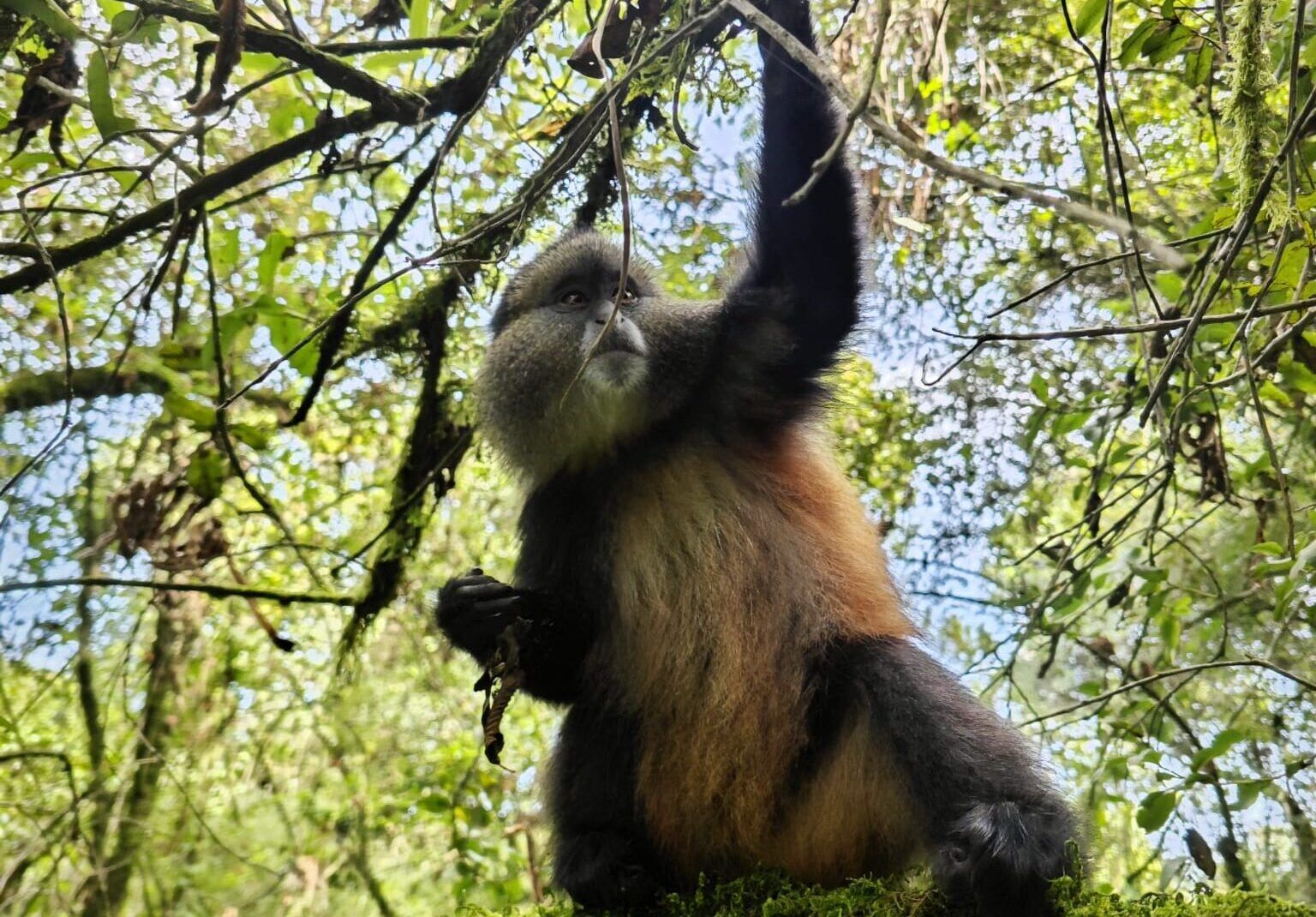 Gorilla trekking experience with Berengei Africa Safaris