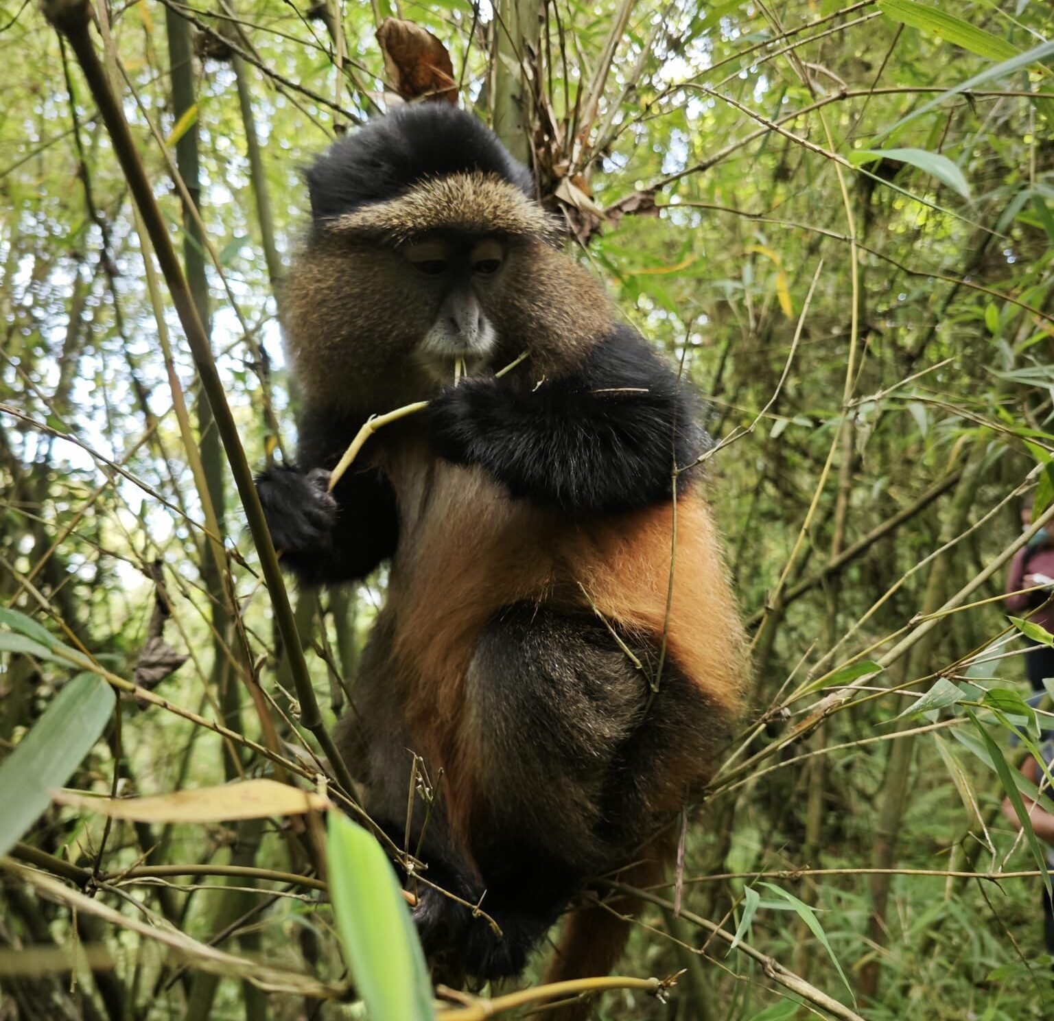 Cercopithecus kandti.