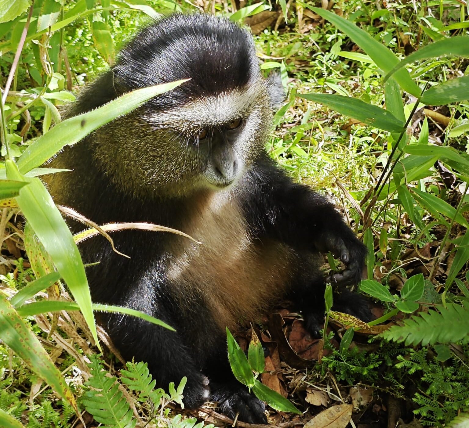 the Golden Monkey Looking for food