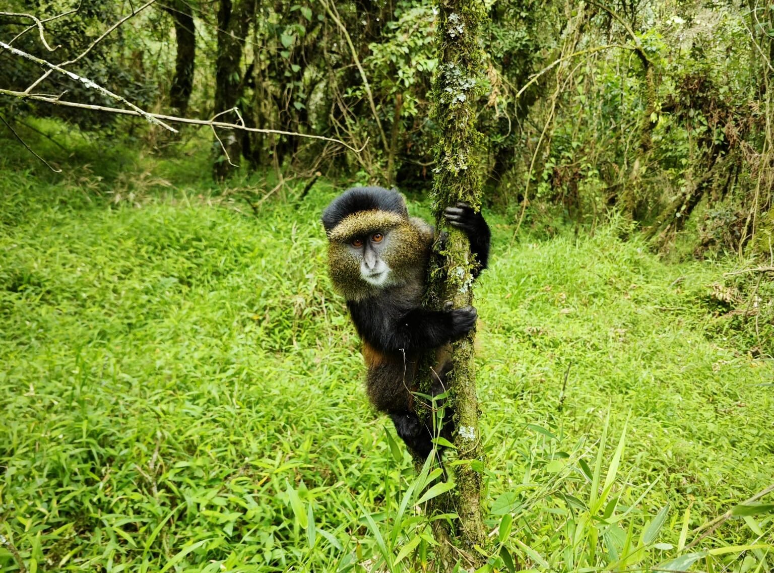 what you need to know, The golden monkey is a subspecies of the blue monkey. It is scientifically known as Cercopithecus kandti.