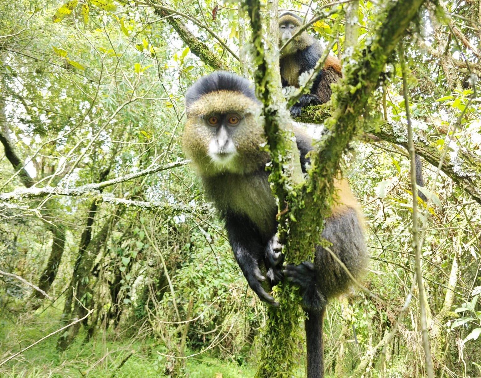 golden Monkey carrying its baby 