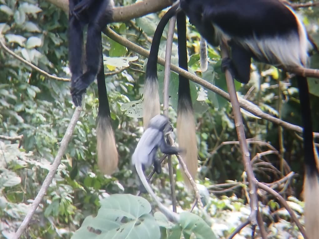 The young white colobus monkey playing in the tropical forest 