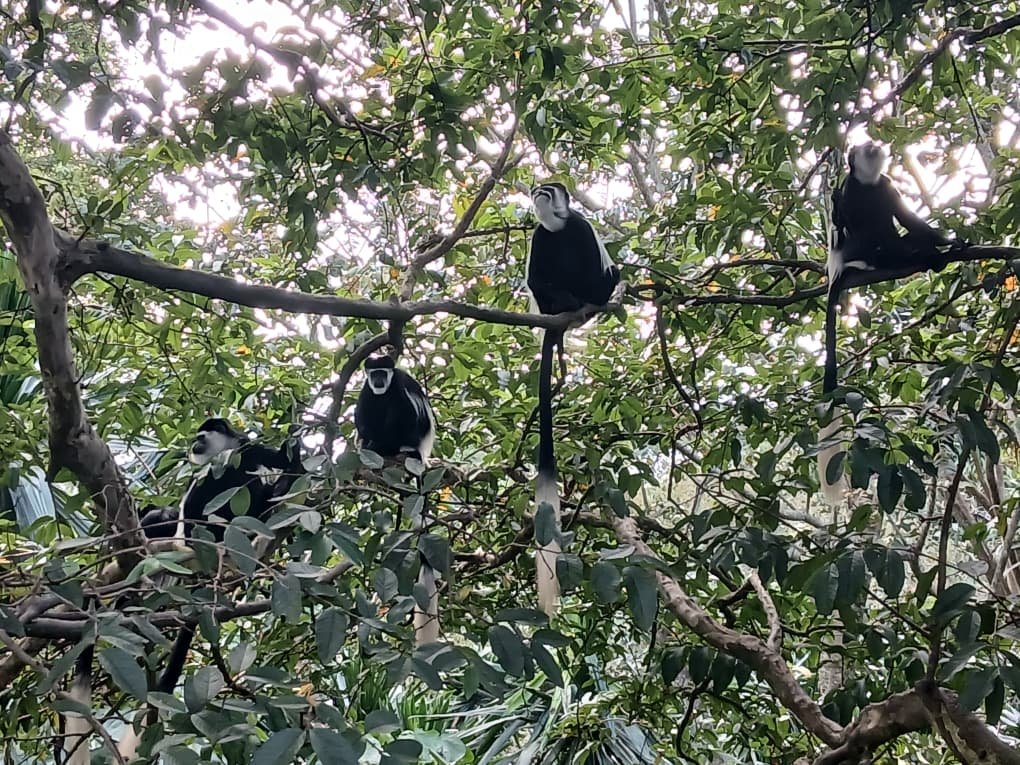 The white colobus monkey is one of Africa’s most striking and graceful primates