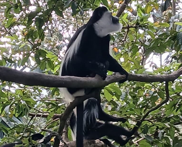 the white colobus monkey