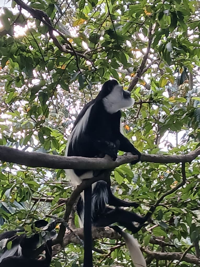 the white colobus monkey
