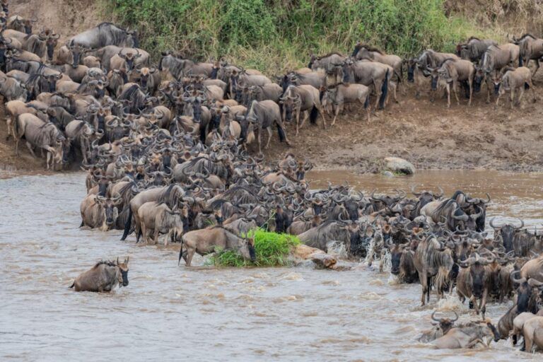 The Great Migration Safari
