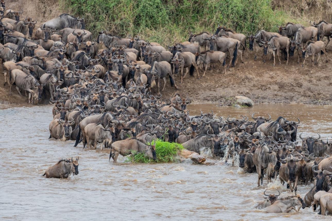 The Great Migration Safari