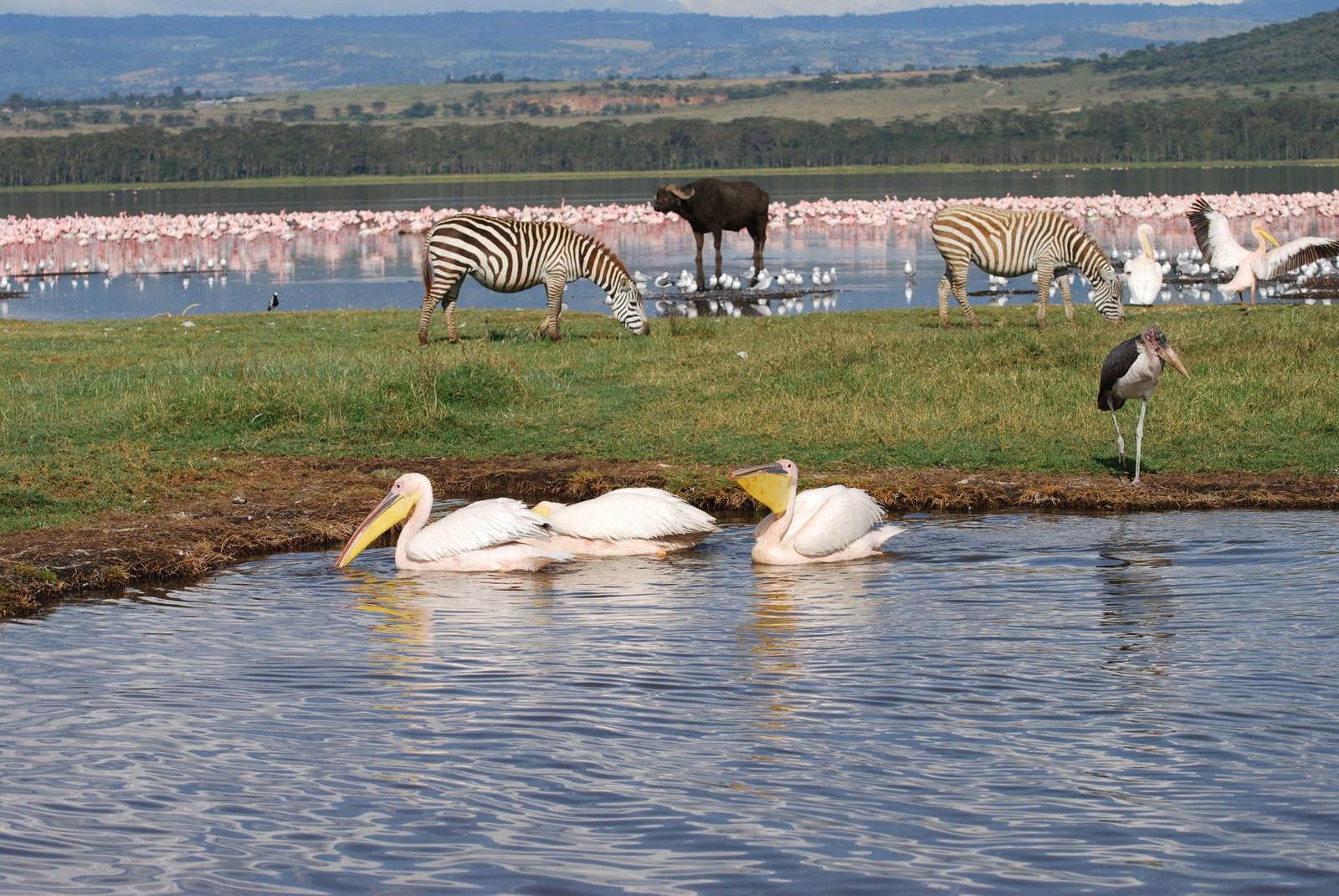 Photography enthusiasts are attracted strongly to Lake Nakuru National Park