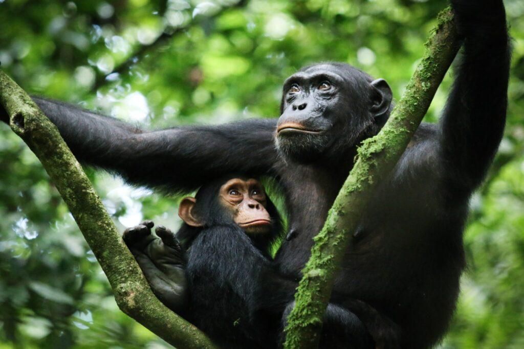 chimpanzee carring his baby