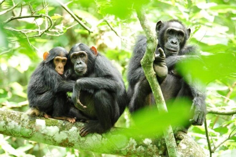 chimpanzee-trekking-kibale