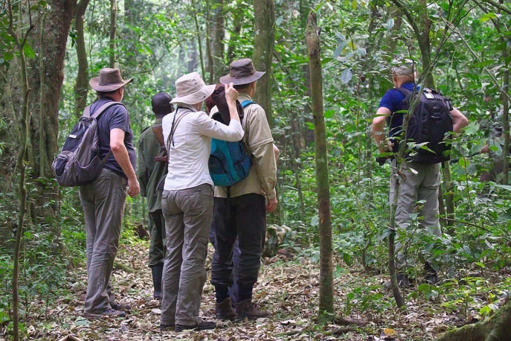 Chimpanzee trekking Kibale is one of the most exciting wildlife experiences in Uganda.