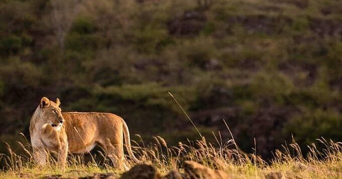 Lion looking at the Wildebeests