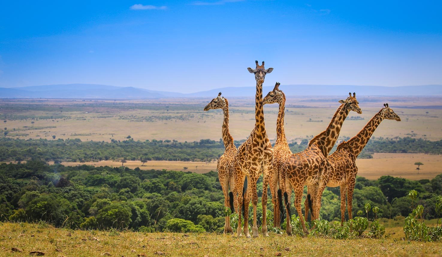 safari