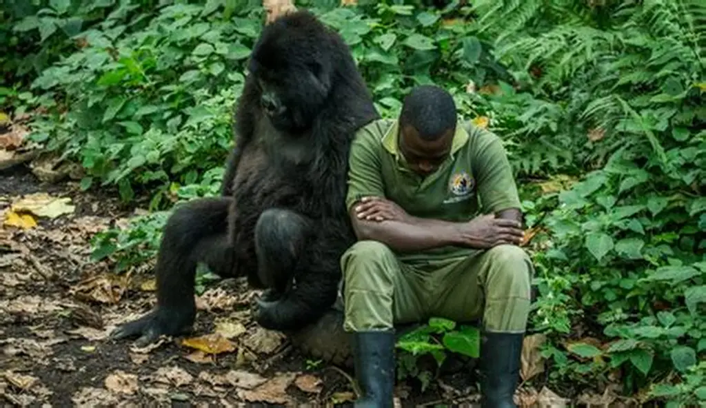 The Uganda gorilla permit experience begins early in the morning with a briefing by park rangers.
