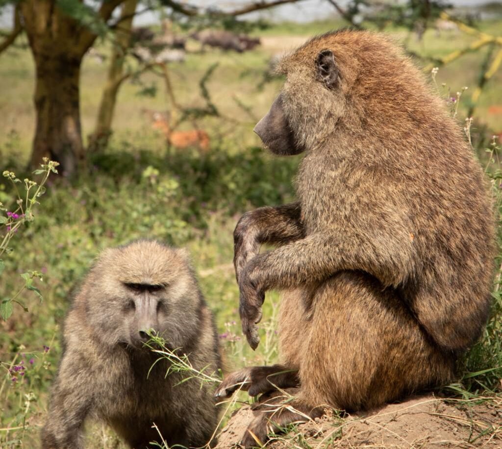 Baboon Cliff is among the most scenic viewpoints in Lake Nakuru National Park