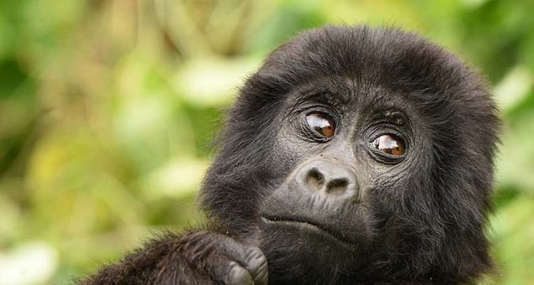 a younger gorilla looking at the tourist 