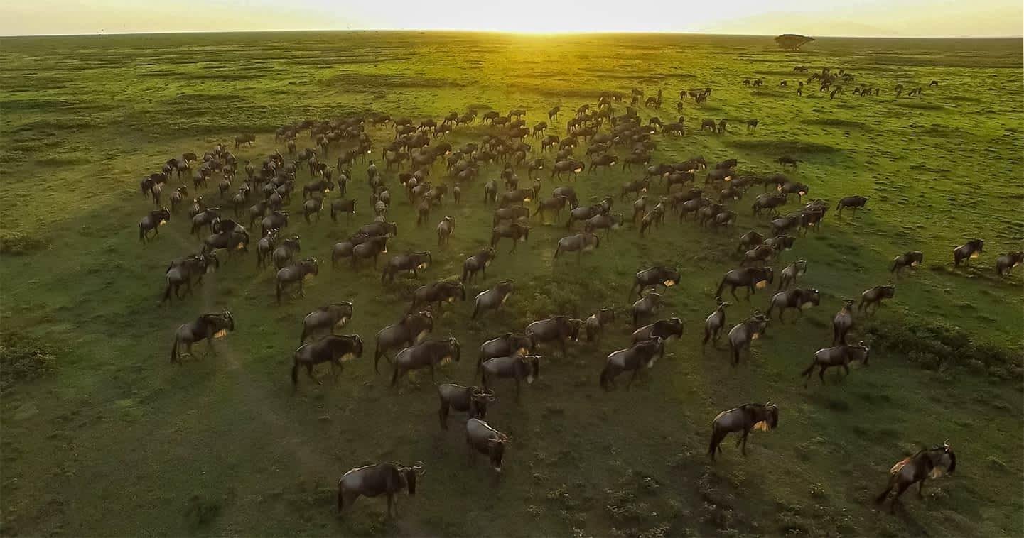 Wildebeests Migration