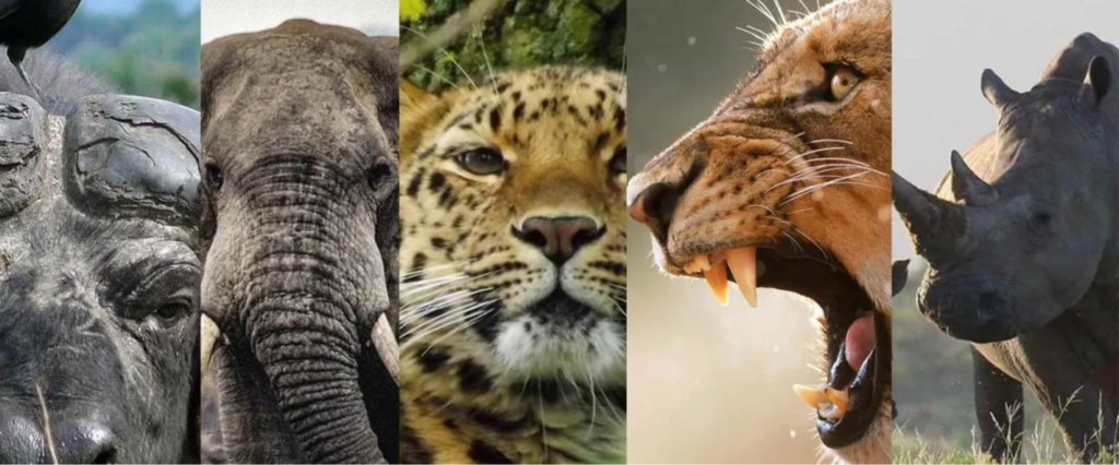 Big five in Uganda