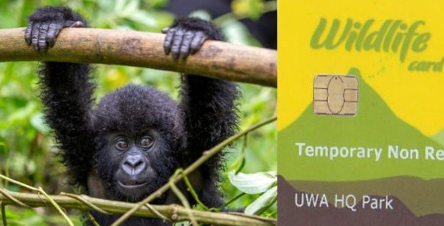 what is Uganda gorilla permit