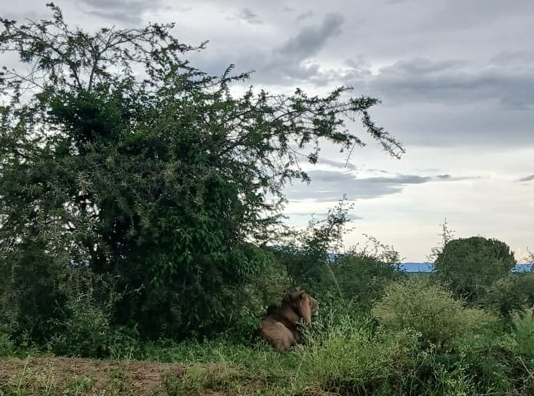 watching wildlife in uganda 