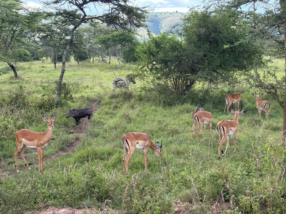 Uganda kob