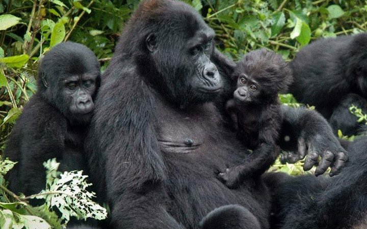 Emotional Wildlife Encounters Are Created