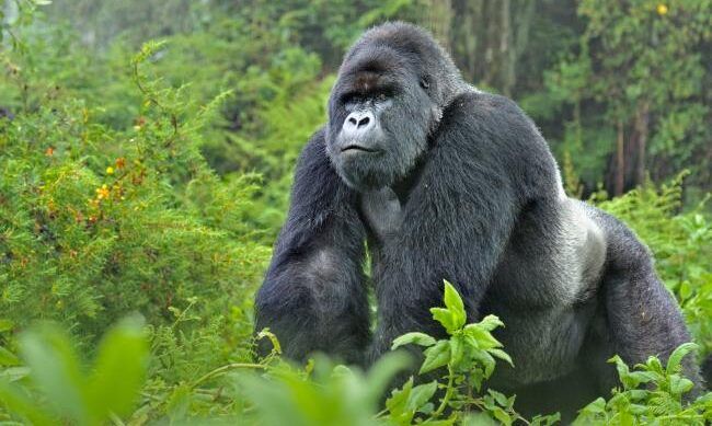 Silverback enjoying Bwindi Impenetrable