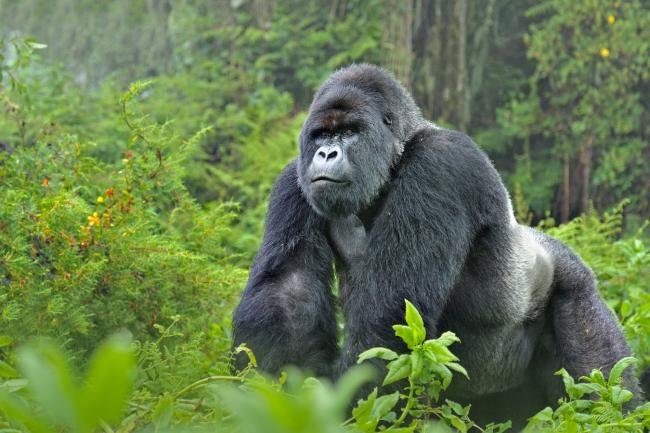 Silverback enjoying Bwindi Impenetrable 