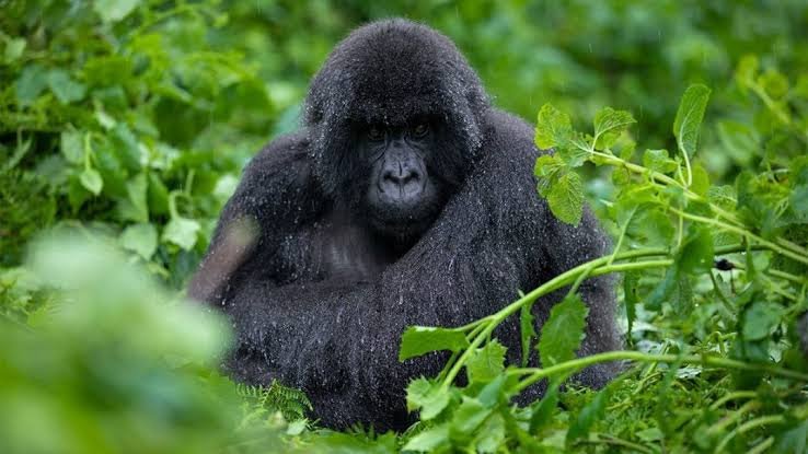 Why Gorilla Trekking Should Be Added to Your Safari Experience